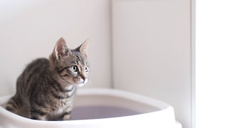 Eine kleine Katze sitzt auf ihrem Katzenklo
