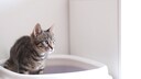 Eine kleine Katze sitzt auf ihrem Katzenklo