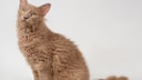 Eine LaPerm-Katze mit braunem, lockigen Fell (Freisteller)
