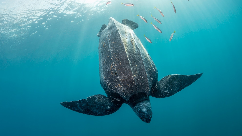 Lederschildkröte taucht ab