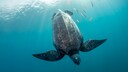 Lederschildkr&ouml;te taucht ab