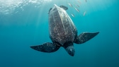 Lederschildkröte taucht ab