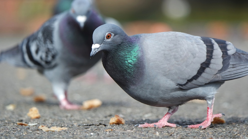 Tauben picken auf dem Boden nach Krümeln