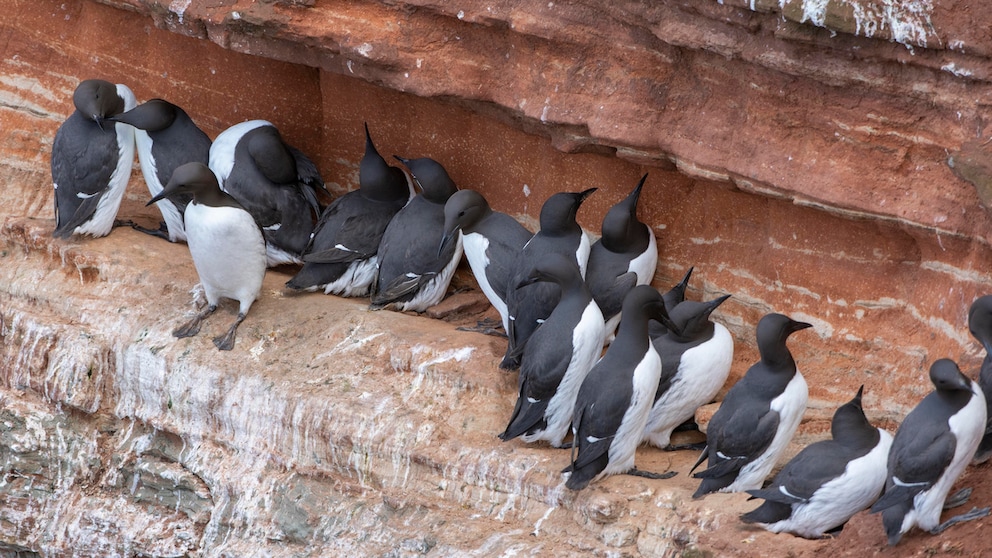 Trottellummen (Uria aalge) auf einem Felsen auf Helgoland