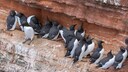 Trottellummen (Uria aalge) auf einem Felsen auf Helgoland