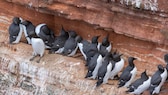 Trottellummen (Uria aalge) auf einem Felsen auf Helgoland