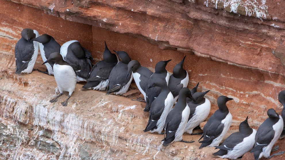 Trottellummen (Uria aalge) auf einem Felsen auf Helgoland