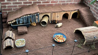 Meerschweinchen Freilauf Wohnung