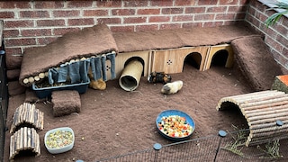 Meerschweinchen Freilauf Wohnung