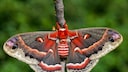Pfaeunspinner Hyalophora cecropia