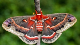 Pfaeunspinner Hyalophora cecropia