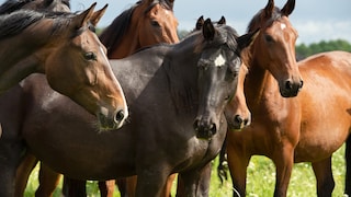 Unterschiede Vollblüter, Kaltblüter und Warmblüter