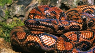 Regenbogenboa in einem Vivarium