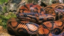 Regenbogenboa in einem Vivarium