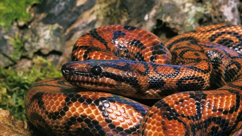 Regenbogenboa in einem Vivarium