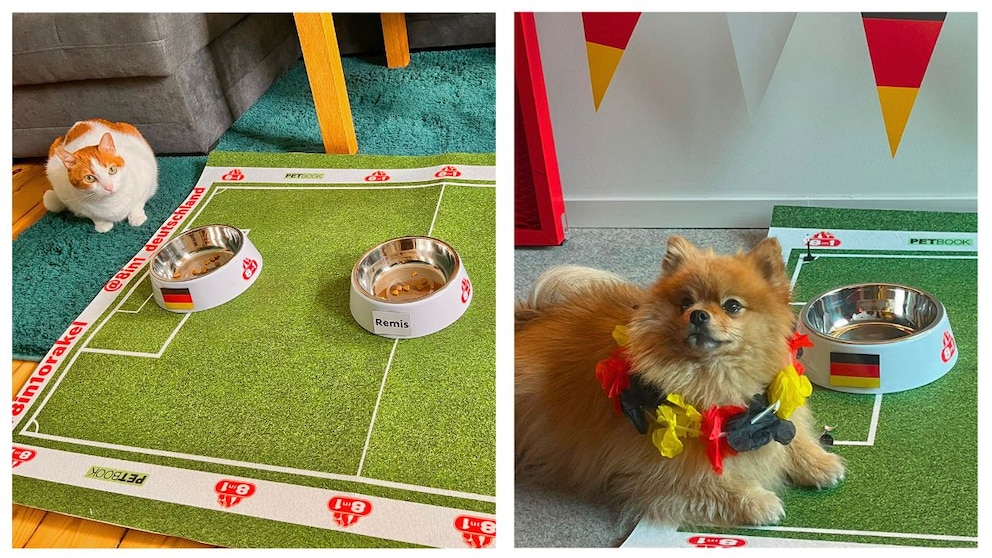 Redaktionstiere Yumi und Remo beweisen ihr Orakeltalent für das Fußballspiel Deutschland gegen Ungarn