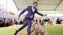 Ein Arghanischer Windhund beim Schaulaufen auf einer Hundeshow