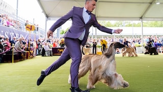 Ein Arghanischer Windhund beim Schaulaufen auf einer Hundeshow