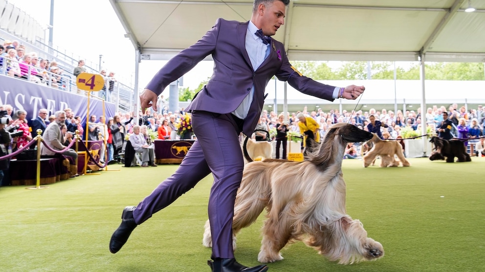 Ein Arghanischer Windhund beim Schaulaufen auf einer Hundeshow