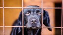 Nahaufnahme eines schwarzen Hundes hinter einem Gitterzaun