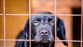 Nahaufnahme eines schwarzen Hundes hinter einem Gitterzaun