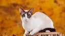 Eine Seychellois-Katze sitzt auf einem Baumstamm auf einer Katzenausstellung