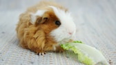 Texel-Meerschwein kaut an einem Blatt Salat