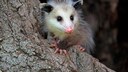 Nordoppossum (Didelphis virginiana) auf einem Baumstamm