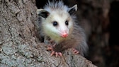 Nordoppossum (Didelphis virginiana) auf einem Baumstamm