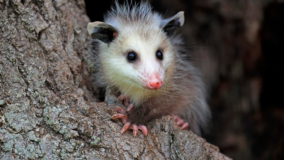 Nordoppossum (Didelphis virginiana) auf einem Baumstamm