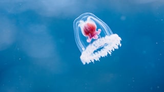 Die „unsterbliche Qualle“ Turritopsis nutricula