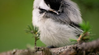 Vögel träumen