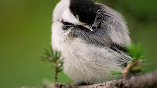 Vögel träumen