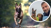 Malinois werden häufig bei Polizei und Zoll eingesetzt.