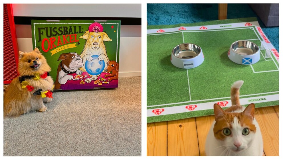 Redaktionstiere Yumi und Remo auf einer Collage während ihres EM-Tipps