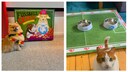 Redaktionstiere Yumi und Remo auf einer Collage während ihres EM-Tipps