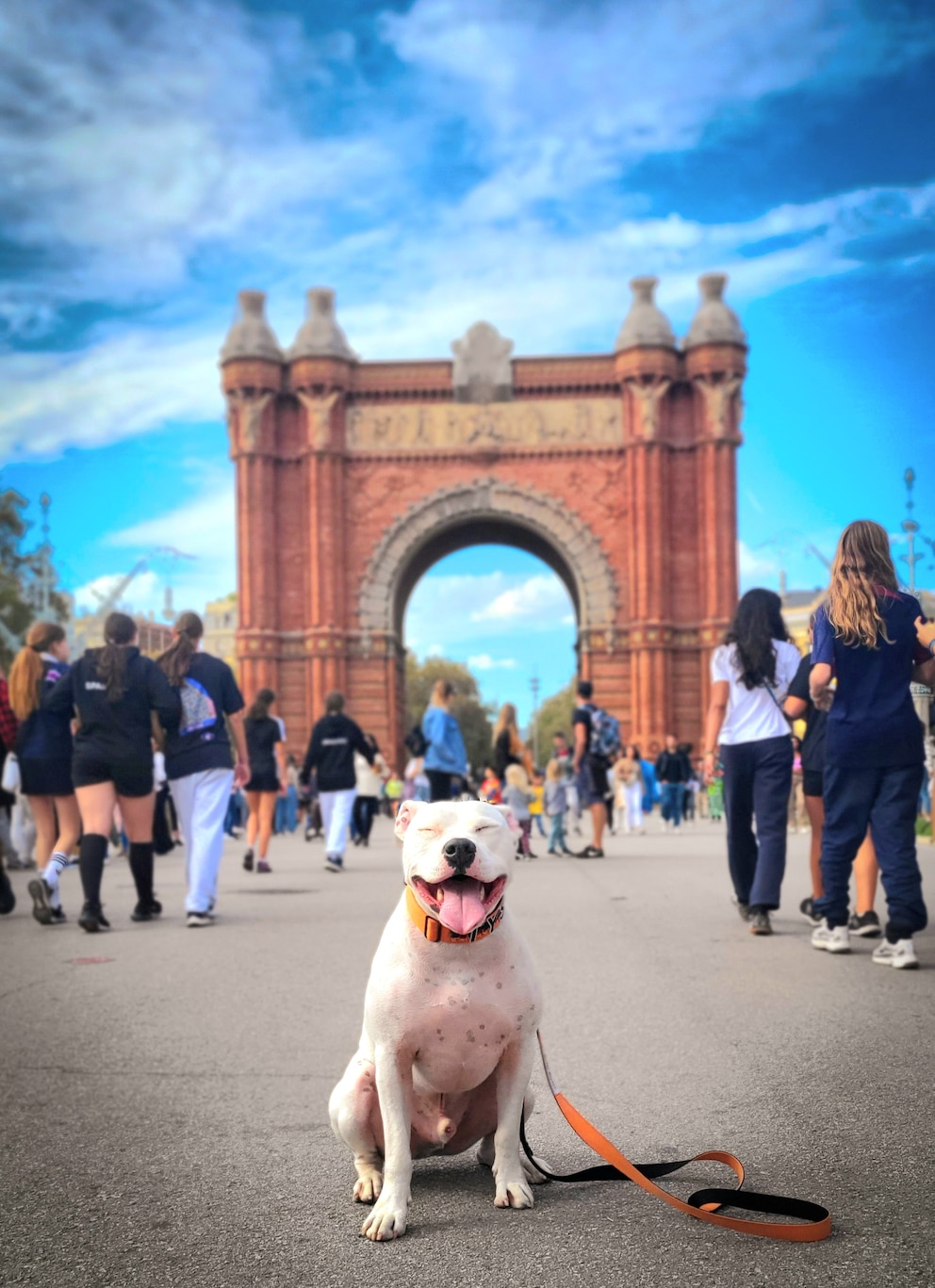 American Stafford-Mischling Tyson posiert vor dem Arc de Triomf in Barcelona. 