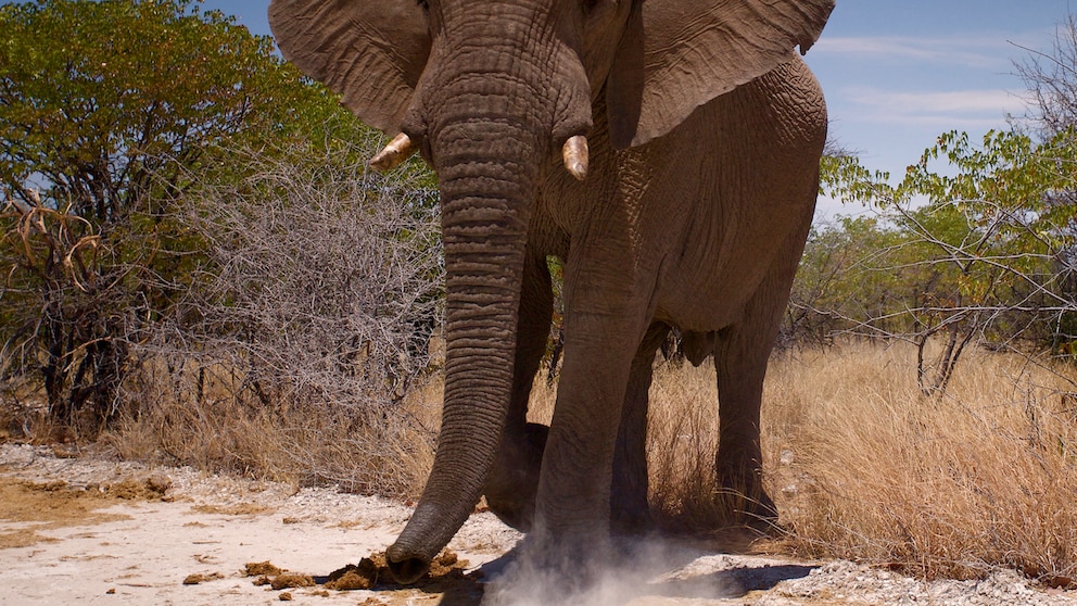 Afrikanischer Savannenelefant