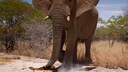 Afrikanischer Savannenelefant
