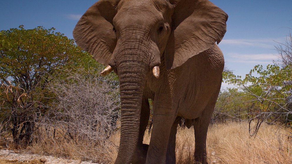 Afrikanischer Savannenelefant