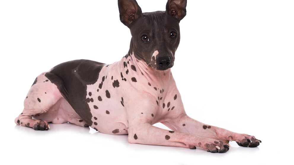 American Hairless Terrier