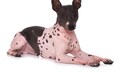 American Hairless Terrier