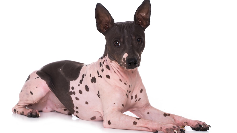 American Hairless Terrier