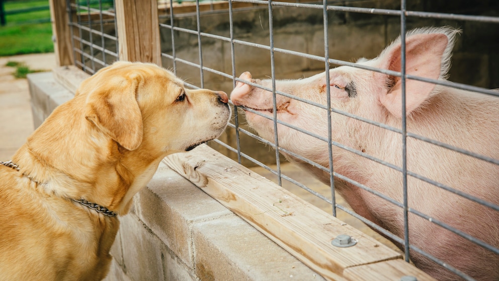 Hund schnüffelt an einem Schwein