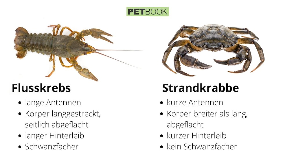 Schaugrafik Unterschied Krabbe oder Krebs