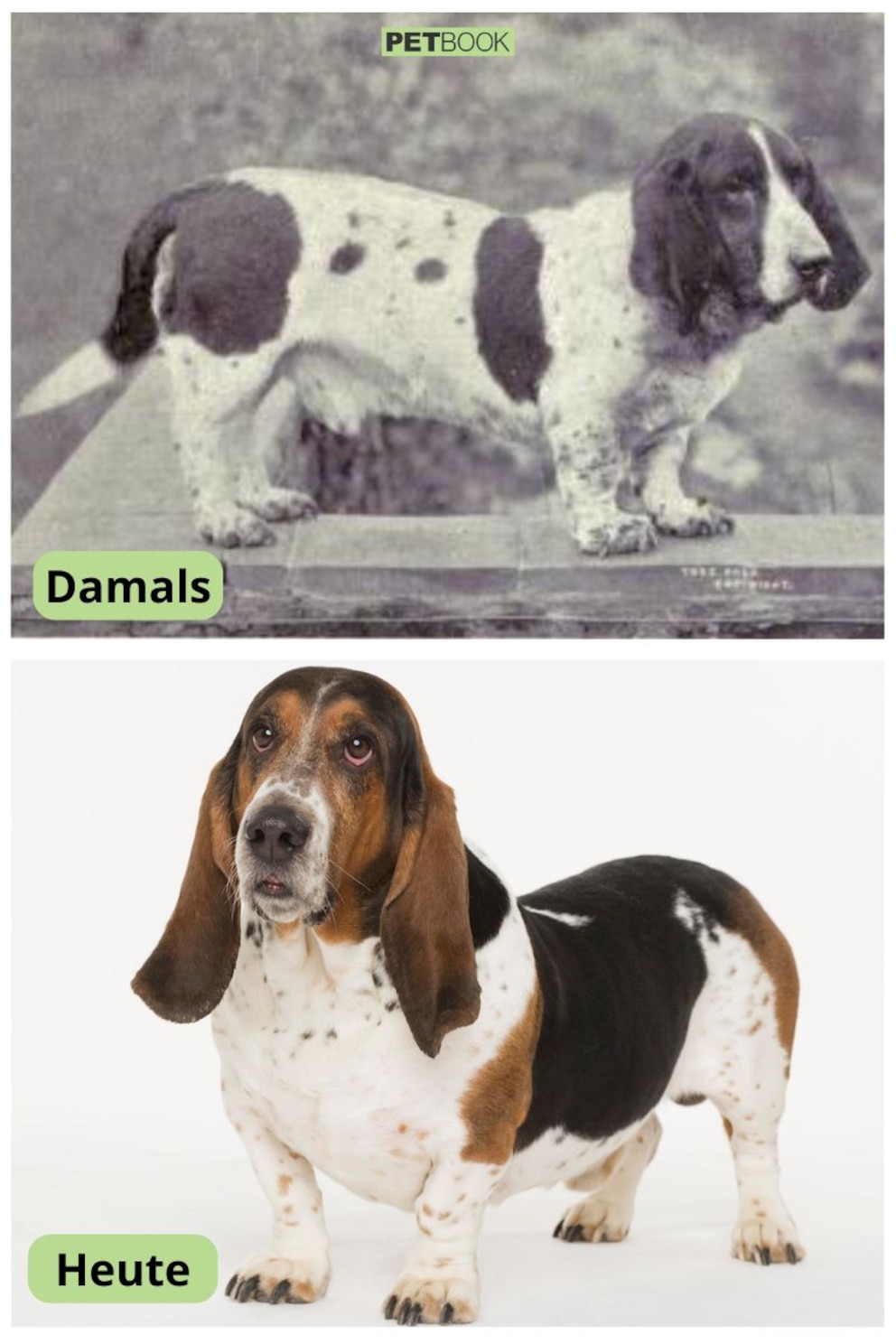 Collage aus Basset Hound heute und vor 120 Jahren