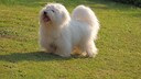 Baumwollhund
