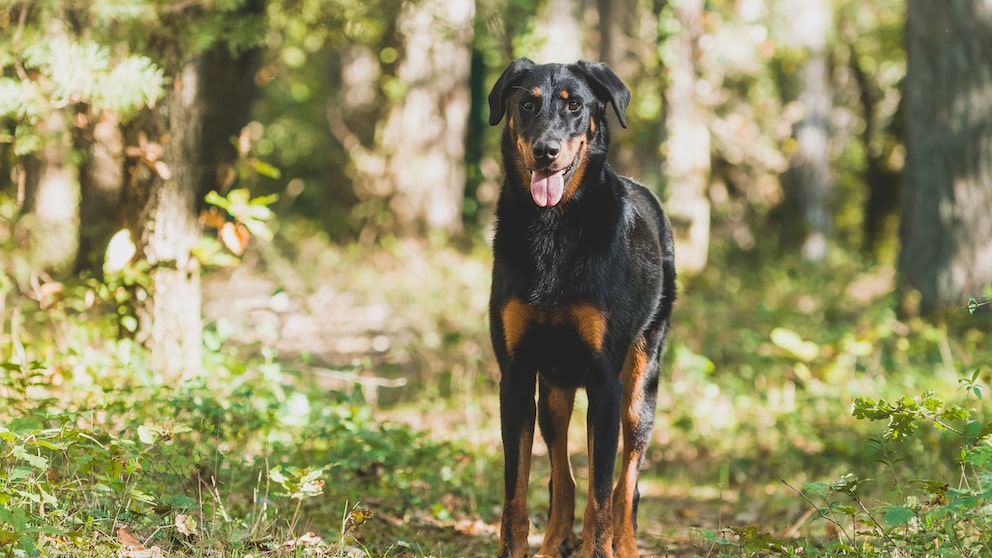 Beauceron