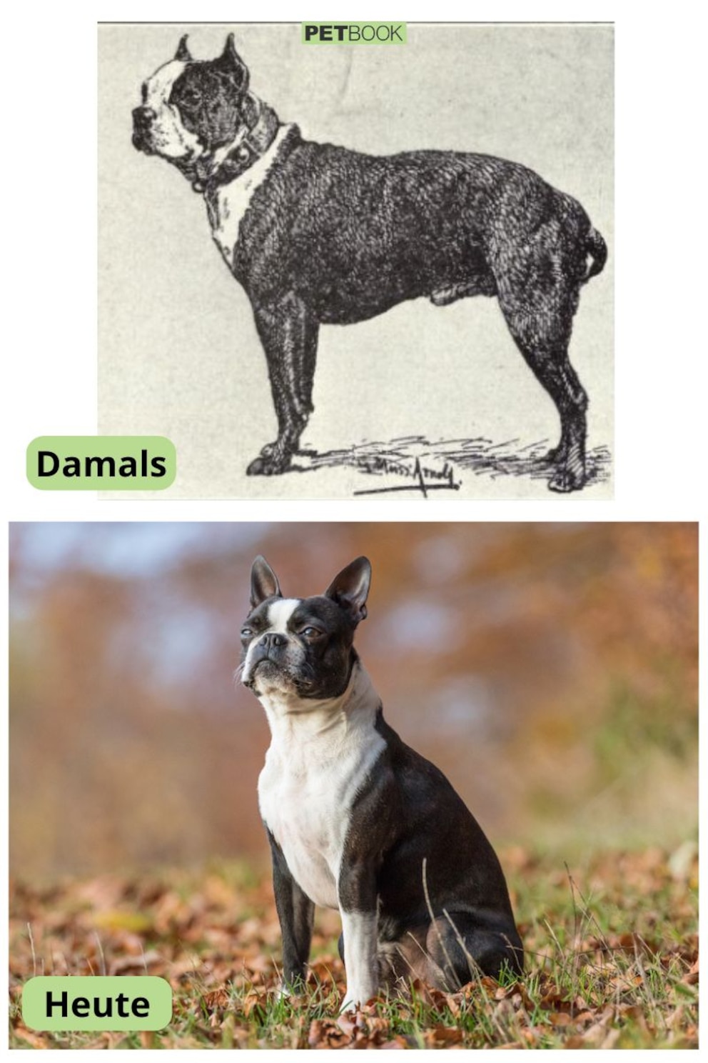 Collage aus Boston Terrier heute und vor 120 Jahren