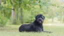 Bouvier des Flandres
